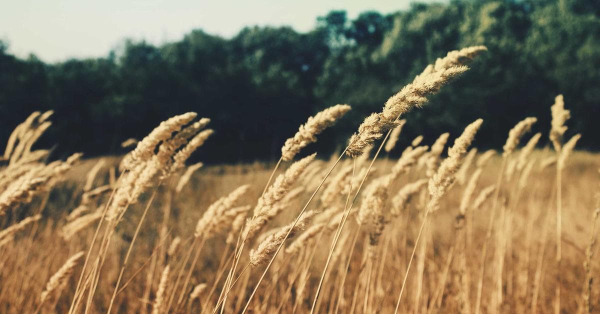 Jardinier entretenant son jardin au printemps