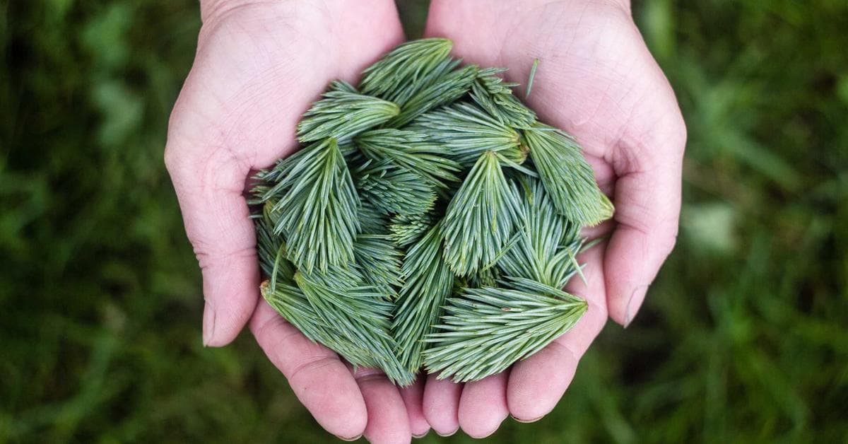 Jardinier professionnel à domicile entretenant un jardin