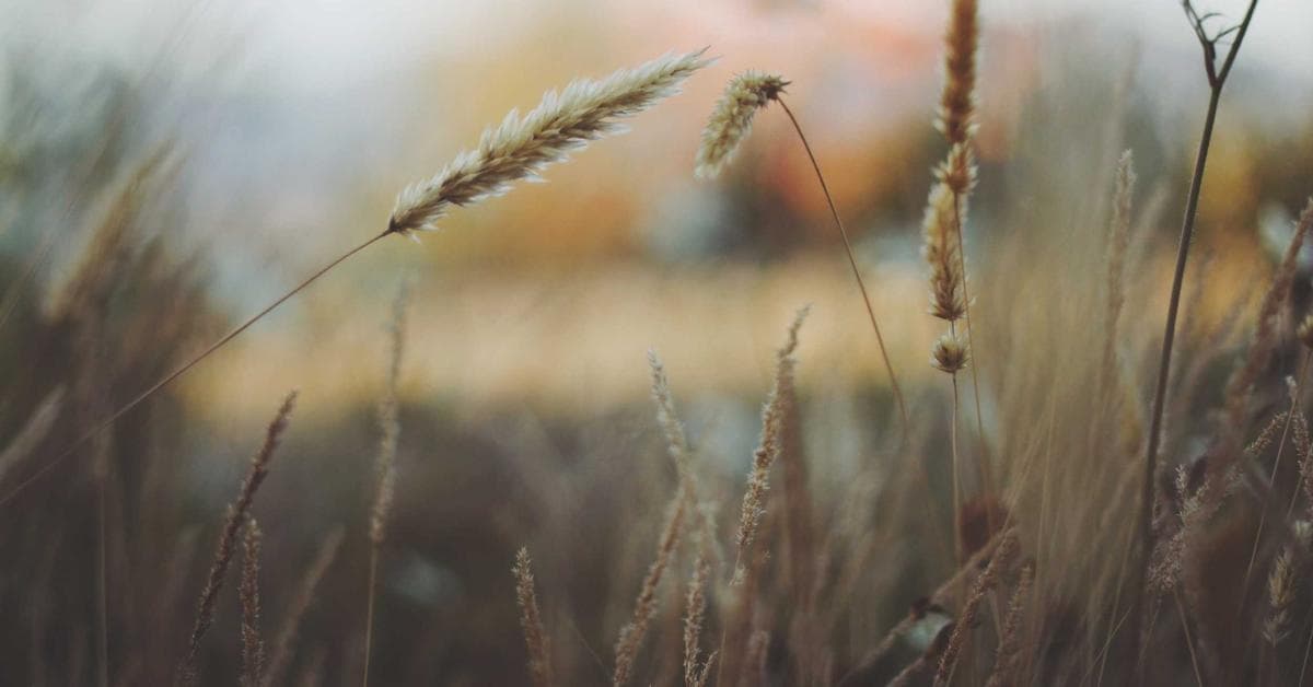 Mécanisme de chasse d'eau WC à réparer